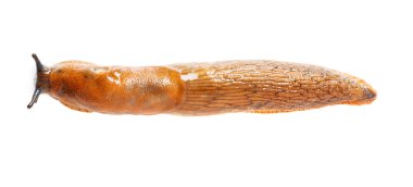 İspanyol slug - Arion vulgaris