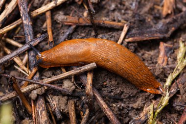 İspanyol slug - Arion vulgaris