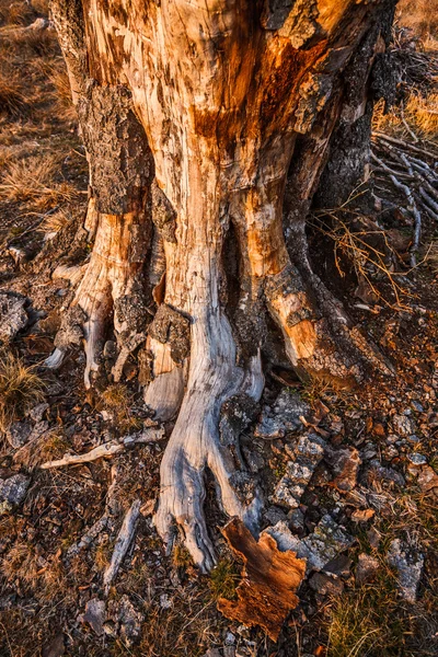 Misterioso tronco de árbol y raíces — Foto de Stock