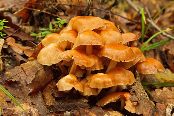 Groupe de champignons dans la forêt — Photo