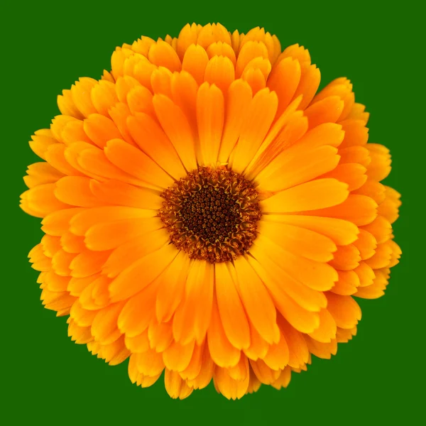 Calendula Officinalis na zelené — Stock fotografie