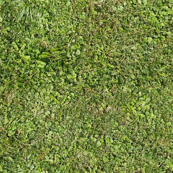 Texture d'herbe d'été sans couture — Photo