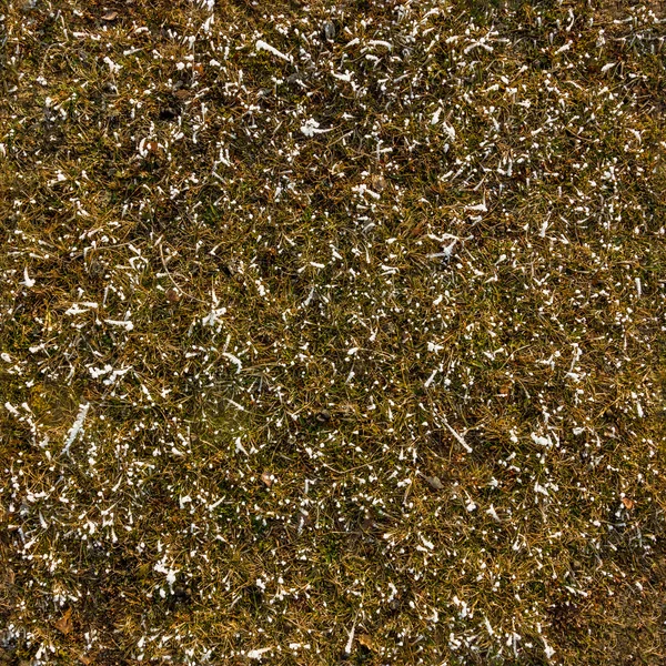 Seamless winter grass texture — Stock Photo, Image