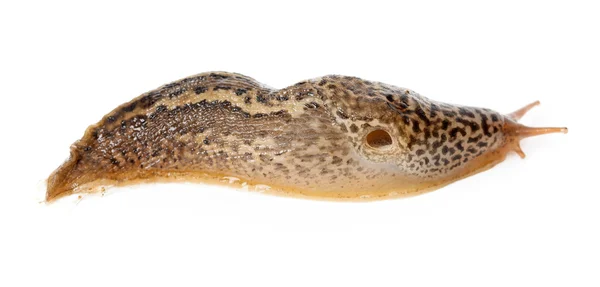 Limax maximus - leopard slug — Stock Photo, Image