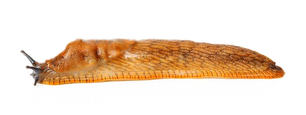 İspanyol slug - Arion vulgaris — Stok fotoğraf