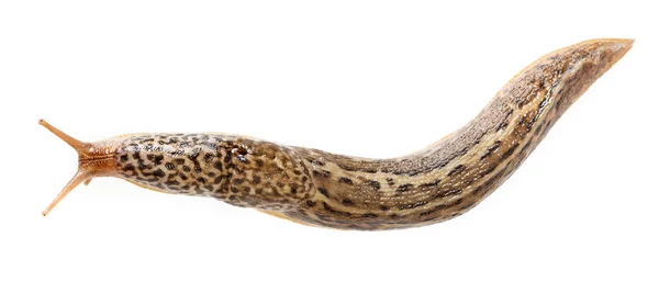 Limax maximus - леопардовый шлюх — стоковое фото