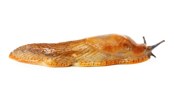 Hiszpański ślimak - Arion pospolitego — Zdjęcie stockowe
