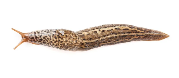 Limax maximus - leopar slug — Stok fotoğraf
