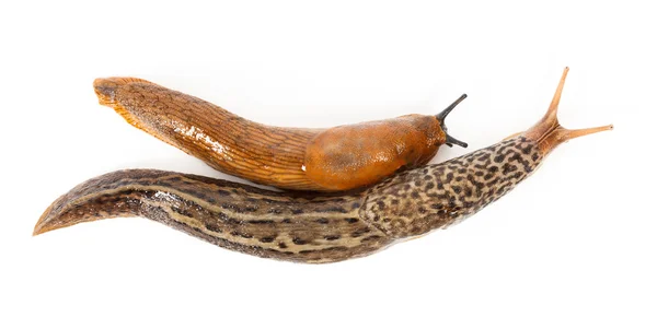 Große Graue und Spanische Nacktschnecke — Stockfoto