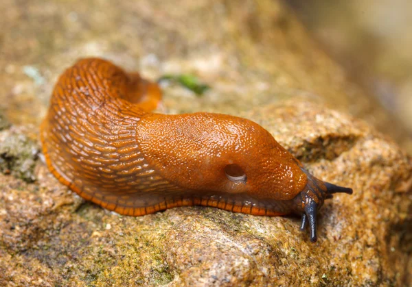 Іспанська slug - Arion звичайна — стокове фото