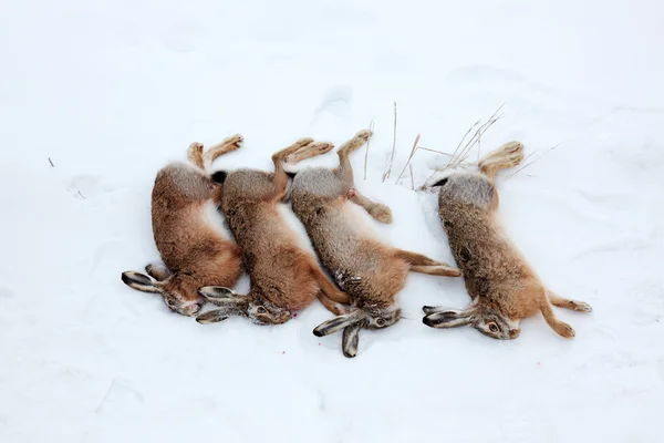 Four hares killed by hunter — Stock Image Four hares killed by hunter Royalty Free Stock Images