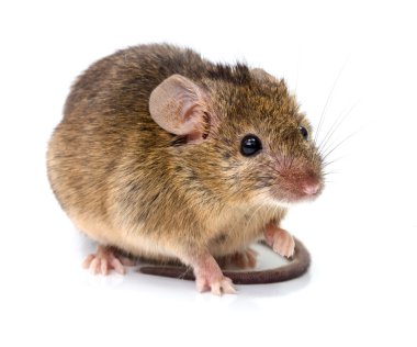 Ev faresi (Mus musculus)