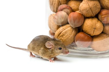 House mouse near walnut and corn jar clipart