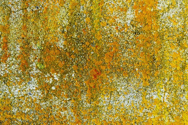 Желтый лишайник на бетонной стене — стоковое фото