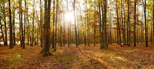 Deciduous forest panorama in autumn — Stock Photo, Image