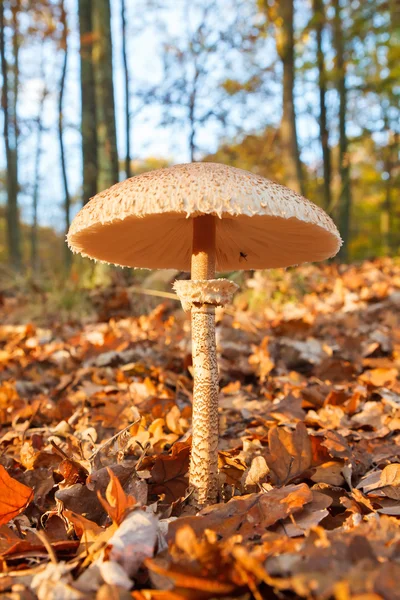 Champignon parasol en forêt — Photo