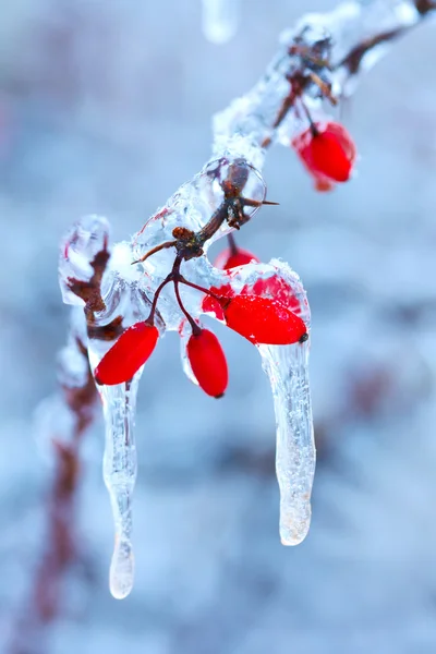 Gefrorene Hagebuttenzweige im Winter — Stockfoto