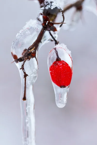 Заморожена гілка шипшини взимку — стокове фото