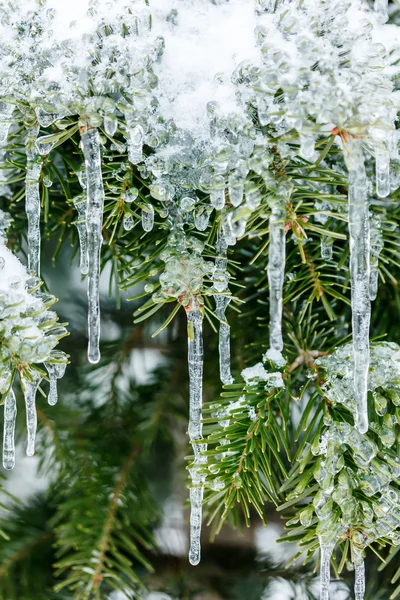 Bevroren pijnboomtakken in de winter — Stockfoto