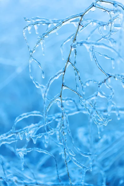 枝は、冬の氷で覆われています。 — ストック写真