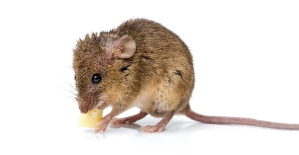 House mouse (Mus musculus) eating cheese — Stock Photo, Image