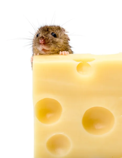 House mouse (Mus musculus) behind cheese — Stock Photo, Image