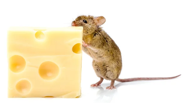 Ratón de casa (Mus musculus) comiendo queso — Foto de Stock