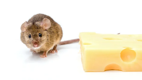 Ratón de casa (Mus musculus) cerca del queso — Foto de Stock