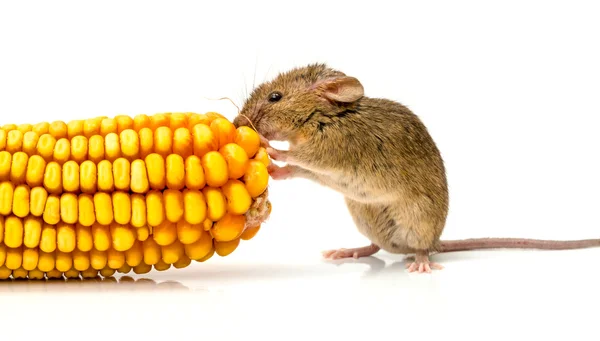 Házi egér (Mus musculus) megevett kukorica — Stock Fotó