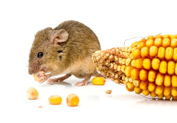 Ratón de casa (Mus musculus) comiendo maíz — Foto de Stock