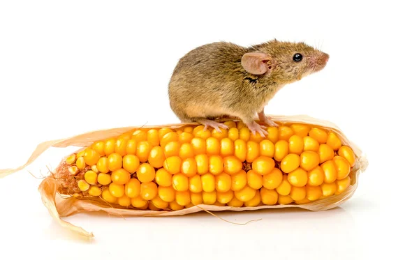 House mouse (Mus musculus) on corn — Stock Photo, Image