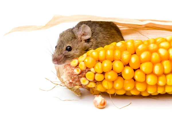 House mouse (Mus musculus) hiding behind corn — Stock Photo, Image