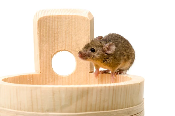 House mouse (Mus musculus) on tub — Stock Photo, Image