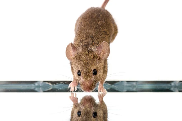 Rato doméstico (Mus musculus) pulando para baixo — Fotografia de Stock