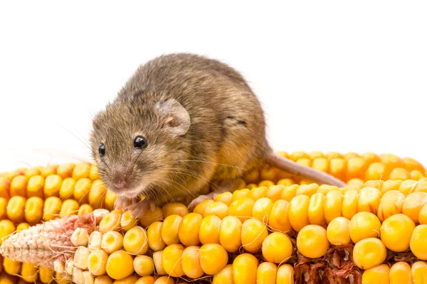 Ratón de casa (Mus musculus) sobre maíz — Foto de Stock