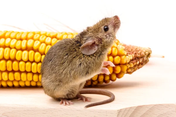 House mouse (Mus musculus) on corn — Stock Photo, Image