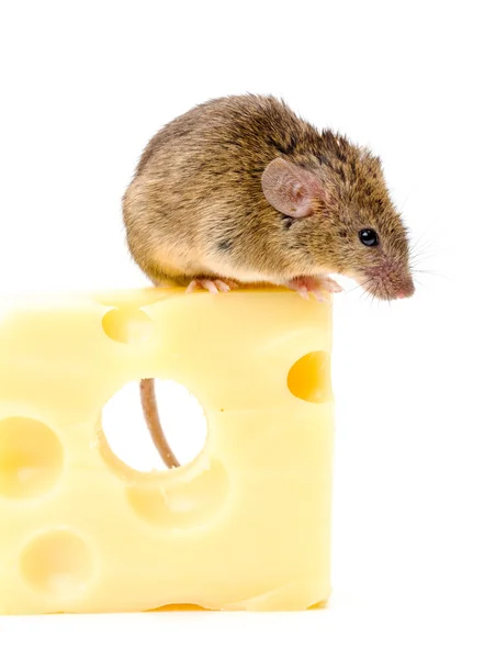 House mouse (Mus musculus) on big cheese — Stock Photo, Image
