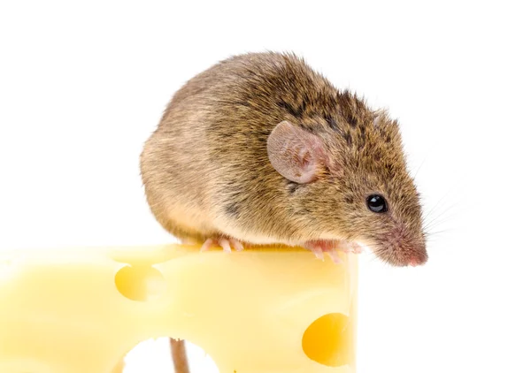 House mouse (Mus musculus) on big cheese — Stock Photo, Image