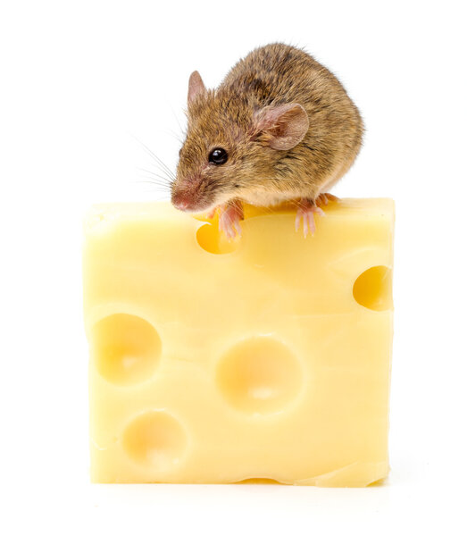 House mouse (Mus musculus) on big cheese