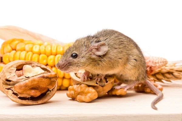 House mouse (Mus musculus) with walnut and corn — Stock Photo, Image