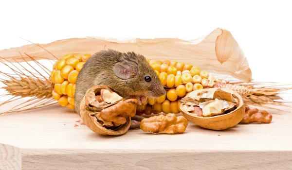 House mouse (Mus musculus) with walnut and corn — Stock Photo, Image