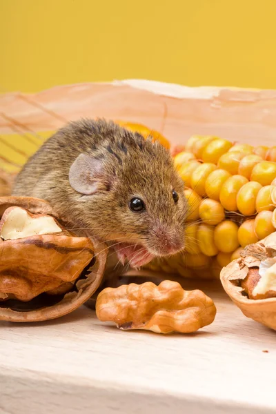 House mouse (Mus musculus) with walnut and corn — Stock Photo, Image