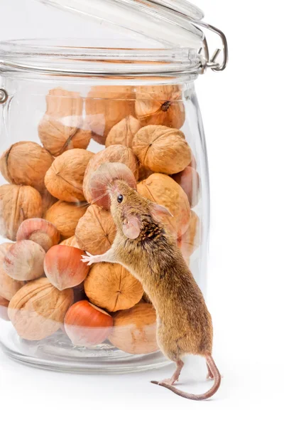 House mouse near walnut and corn jar — Stock Photo, Image