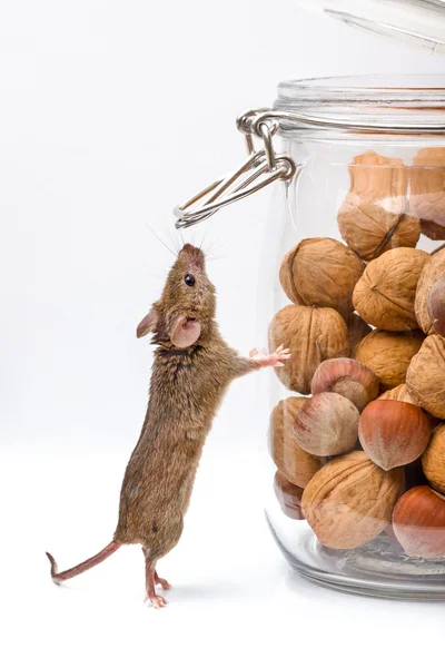 House mouse near walnut and corn jar — Stock Photo, Image