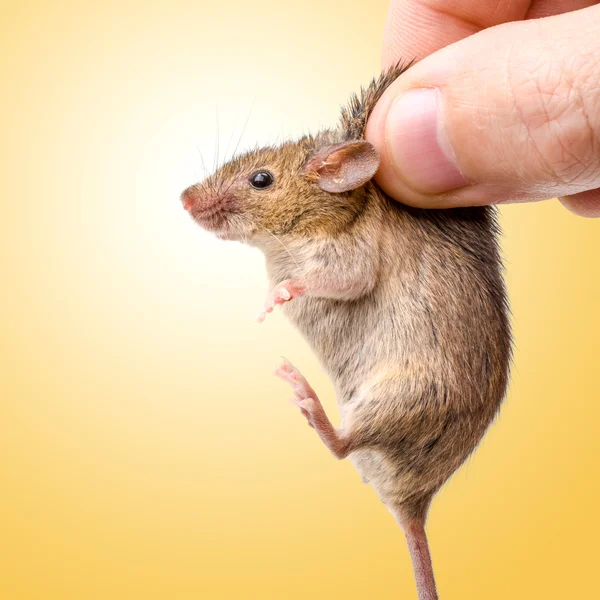 Captured house mouse (Mus musculus) — Stock Photo, Image