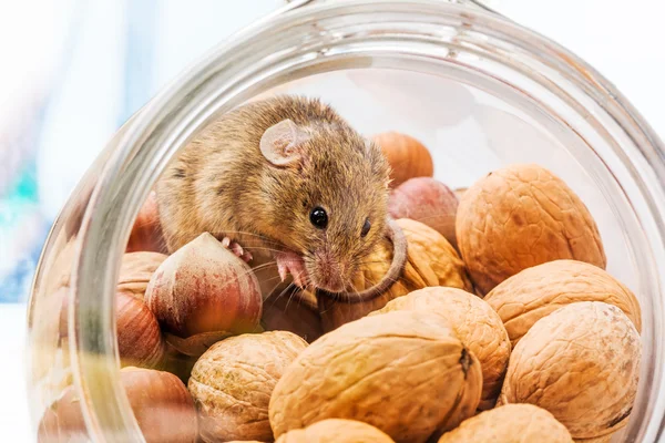 Husmusen (Mus musculus) i valnöt och majs — Stockfoto