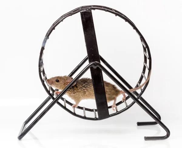 Rato doméstico capturado (Mus musculus) em roda de rodagem — Fotografia de Stock