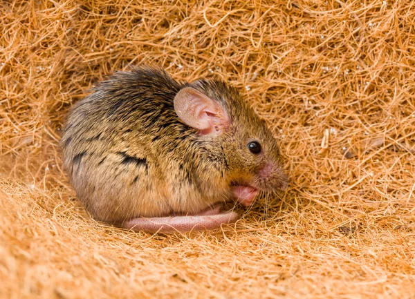 Huis schoonmaken van muis (Mus musculus) — Stockfoto