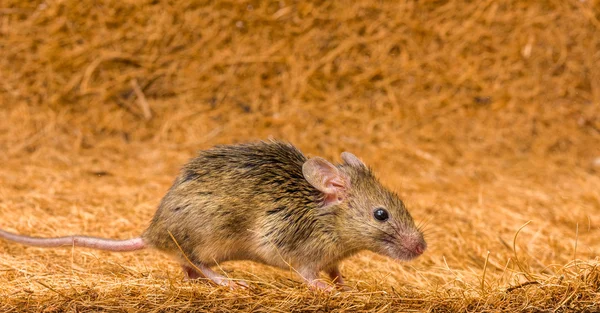 Ev faresi (Mus musculus) çalışan — Stok fotoğraf