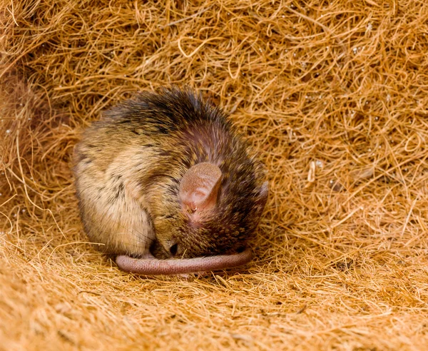 Rato doméstico (Mus musculus) dormindo — Fotografia de Stock